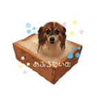 我が家の愛犬パピヨンのたろう（個別スタンプ：4）