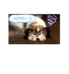 我が家の愛犬パピヨンのたろう（個別スタンプ：5）