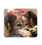 我が家の愛犬パピヨンのたろう（個別スタンプ：6）