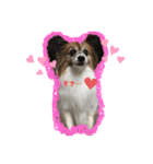 我が家の愛犬パピヨンのたろう（個別スタンプ：7）