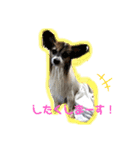 我が家の愛犬パピヨンのたろう（個別スタンプ：8）