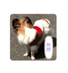 我が家の愛犬パピヨンのたろう（個別スタンプ：10）