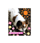 我が家の愛犬パピヨンのたろう（個別スタンプ：11）