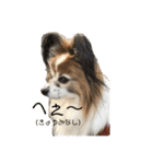 我が家の愛犬パピヨンのたろう（個別スタンプ：15）