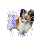 我が家の愛犬パピヨンのたろう（個別スタンプ：16）