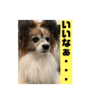 我が家の愛犬パピヨンのたろう（個別スタンプ：17）