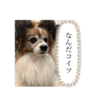 我が家の愛犬パピヨンのたろう（個別スタンプ：18）