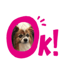 我が家の愛犬パピヨンのたろう（個別スタンプ：19）