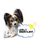 我が家の愛犬パピヨンのたろう（個別スタンプ：20）