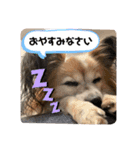 我が家の愛犬パピヨンのたろう（個別スタンプ：22）