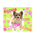 我が家の愛犬パピヨンのたろう（個別スタンプ：24）