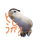 可愛いシーリンスタンプ（個別スタンプ：1）