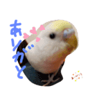 可愛いシーリンスタンプ（個別スタンプ：9）