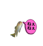 うみのいきものたちの会話（個別スタンプ：1）