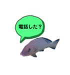 うみのいきものたちの会話（個別スタンプ：3）