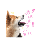 宇佐美家の愛犬♡2（個別スタンプ：1）