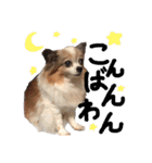 宇佐美家の愛犬♡2（個別スタンプ：2）