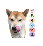 宇佐美家の愛犬♡2（個別スタンプ：3）