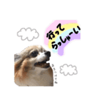 宇佐美家の愛犬♡2（個別スタンプ：6）