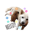 宇佐美家の愛犬♡2（個別スタンプ：8）