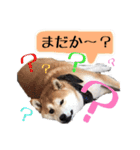 宇佐美家の愛犬♡2（個別スタンプ：9）