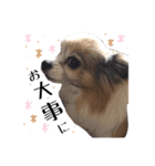 宇佐美家の愛犬♡2（個別スタンプ：10）