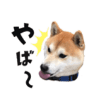 宇佐美家の愛犬♡2（個別スタンプ：11）