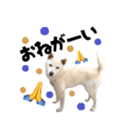 宇佐美家の愛犬♡2（個別スタンプ：12）