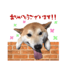 宇佐美家の愛犬♡2（個別スタンプ：13）