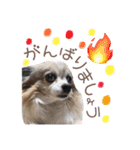 宇佐美家の愛犬♡2（個別スタンプ：14）