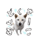 宇佐美家の愛犬♡2（個別スタンプ：16）