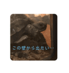 キンちゃん♂ギンちゃん♀スタンプ（個別スタンプ：9）
