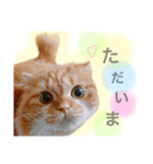 我が家のにゃんこ2（個別スタンプ：2）