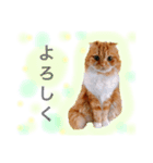 我が家のにゃんこ2（個別スタンプ：4）