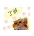 我が家のにゃんこ2（個別スタンプ：6）