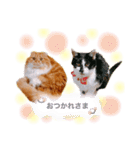 我が家のにゃんこ2（個別スタンプ：7）