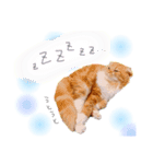 我が家のにゃんこ2（個別スタンプ：9）
