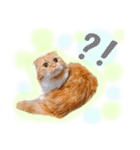 我が家のにゃんこ2（個別スタンプ：12）