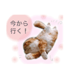 我が家のにゃんこ2（個別スタンプ：14）
