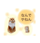 我が家のにゃんこ2（個別スタンプ：15）