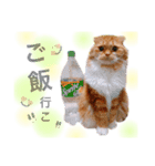我が家のにゃんこ2（個別スタンプ：18）