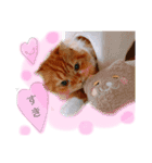 我が家のにゃんこ2（個別スタンプ：22）