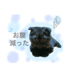 我が家のにゃんこ2（個別スタンプ：24）