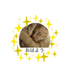 たいがぁー（個別スタンプ：1）