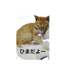 たいがぁー（個別スタンプ：8）
