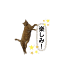 可愛いネコ【写真】ももたろう＆さくら（個別スタンプ：13）
