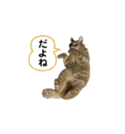可愛いネコ【写真】ももたろう＆さくら（個別スタンプ：24）