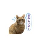 可愛いネコ【写真】ももたろう＆さくら（個別スタンプ：38）
