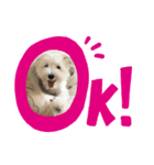 ごろりスタンプ（個別スタンプ：1）