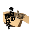 我が家のボンとオジョー（個別スタンプ：1）